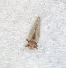 Nyctiphalerus vermiculosus