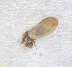 Nyctiphalerus vermiculosus