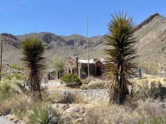 Yucca faxoniana