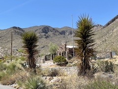 Yucca faxoniana