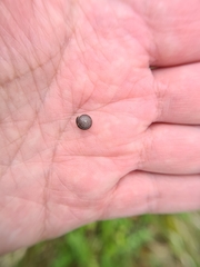 Perforatella bidentata