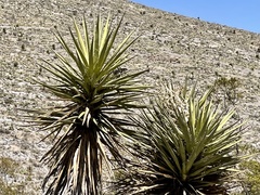 Yucca faxoniana