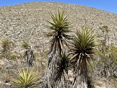 Yucca faxoniana