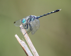 Micrathyria hesperis