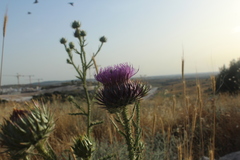 Onopordum cynarocephalum