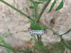 Tenthredo neobesa