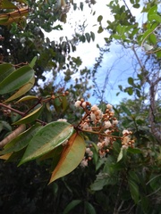 Myrcia bergiana