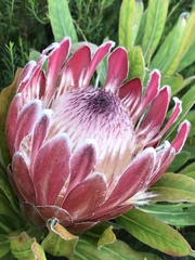 Protea compacta × susannae