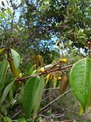 Myrcia bergiana