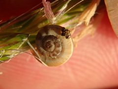 Xeropicta