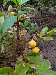 Andira humilis