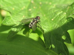 Portevinia maculata