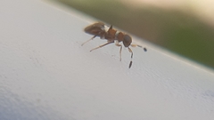 Cheiloneurus claviger