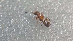 Cheiloneurus claviger