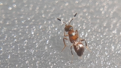 Cheiloneurus claviger