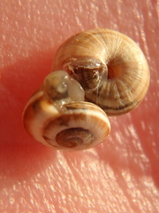 Xeropicta
