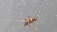 Cheiloneurus claviger