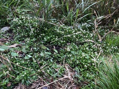 Trigonotis formosana