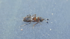 Cheiloneurus claviger