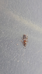 Cheiloneurus claviger