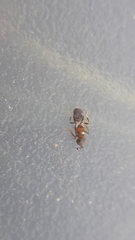 Cheiloneurus claviger