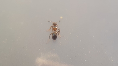 Cheiloneurus claviger