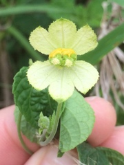 Dalechampia