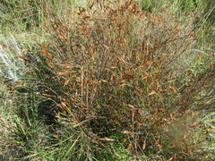 Restio albotuberculatus