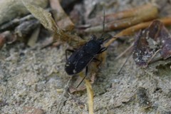 Eremocoris setosus