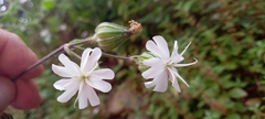 Silene latifolia