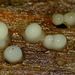 Helicogloea compressa - Photo (c) Steve Kerr, μερικά δικαιώματα διατηρούνται (CC BY), uploaded by Steve Kerr
