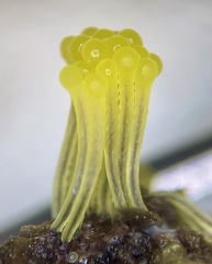 Stemonitis flavogenita