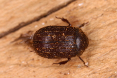 Aesalus scarabaeoides