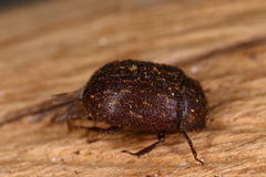 Aesalus scarabaeoides