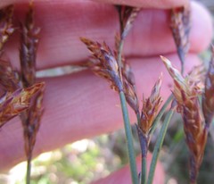 Restio albotuberculatus