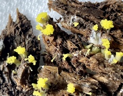 Stemonitis flavogenita