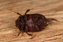 Aesalus scarabaeoides