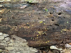Stemonitis flavogenita
