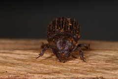 Aesalus scarabaeoides