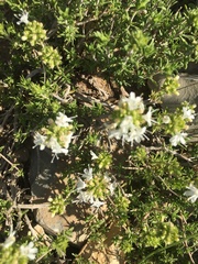 Image of Thymus saturejoides