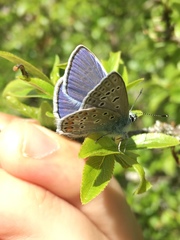 Polyommatus icarus