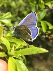 Polyommatus icarus