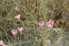 Convolvulus dorycnium