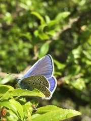 Polyommatus icarus