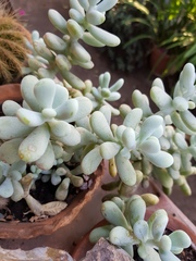 Sedum allantoides