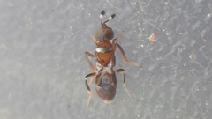 Cheiloneurus claviger