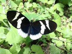 Heliconius eleuchia