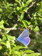 Polyommatus icarus