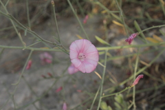 Convolvulus dorycnium
