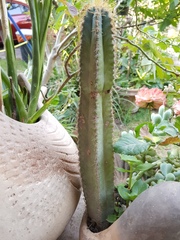 Lophocereus